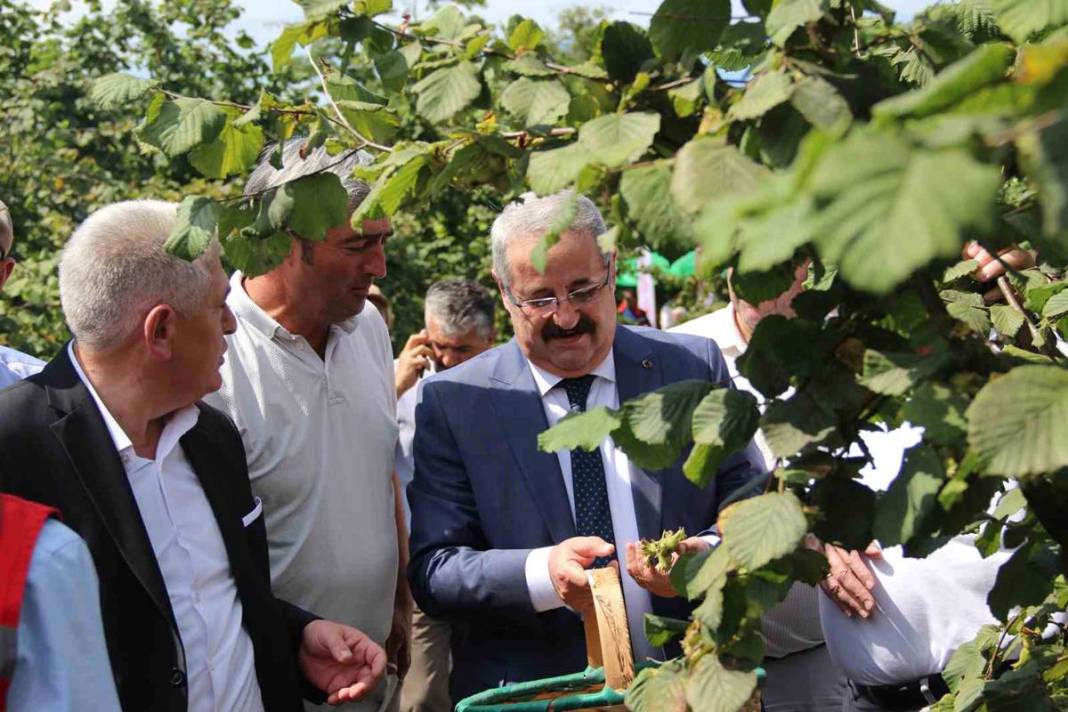 Yurt dışına tonlarca ihraç ediliyor: Hasat başladı! Fındıkta rekor rekolte bekleniyor 11